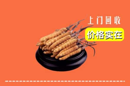 诚信求购:毕节市金沙高价回收冬虫夏草